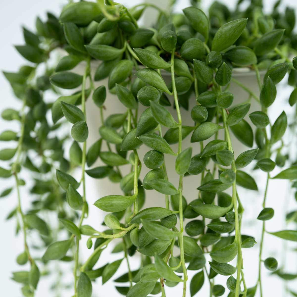 String of Pearls - 2 pcs. - Senecio rowleyanus - Height 10-20cm - ⌀12cm