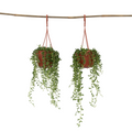 String of Pearls - 2 pcs. - Senecio rowleyanus - Height 10-20cm - ⌀12cm