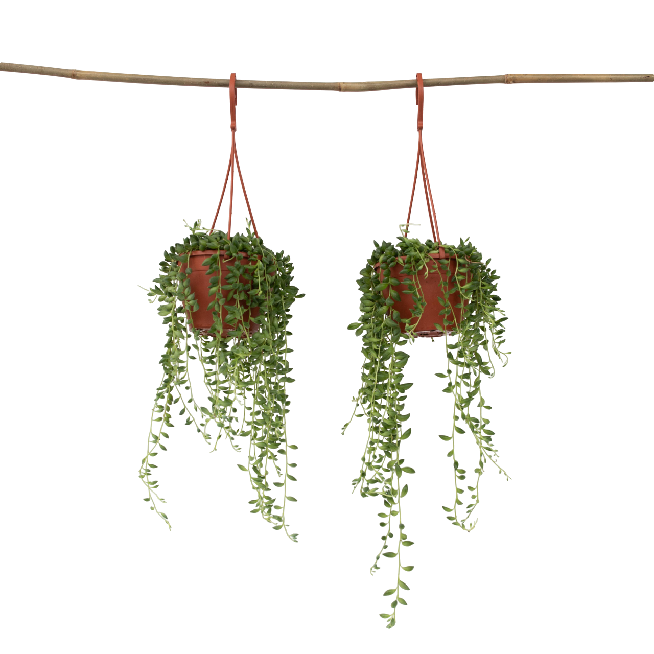 String of Pearls - 2 pcs. - Senecio rowleyanus - Height 10-20cm - ⌀12cm