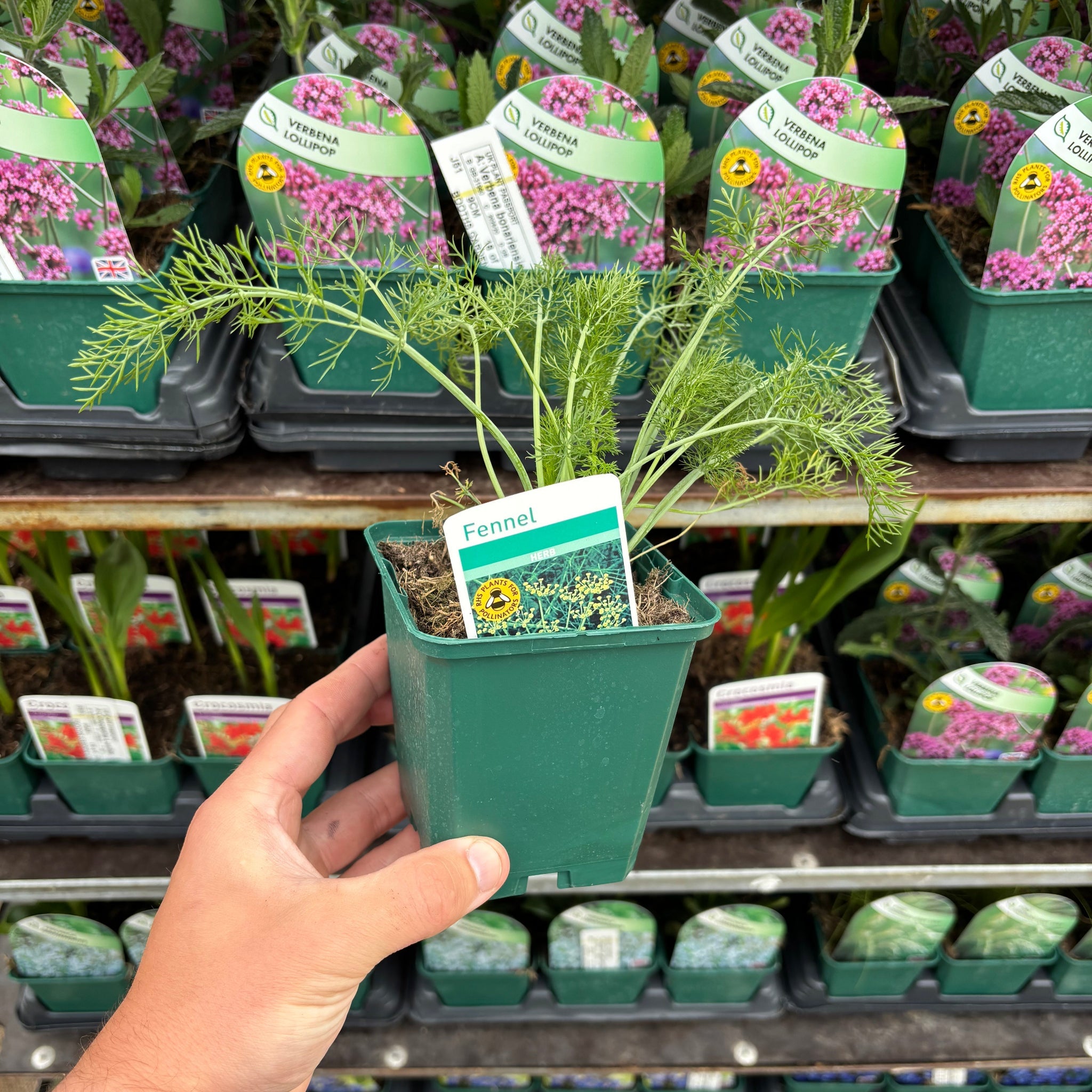 Fennell (Herb) 9cm