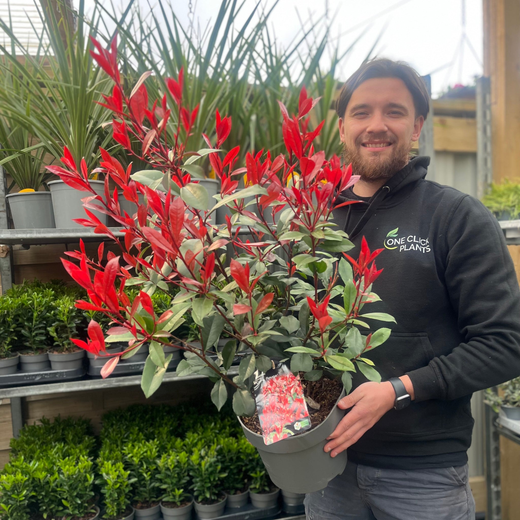 Photinia 'Carre Rouge' 80-90cm (5L)