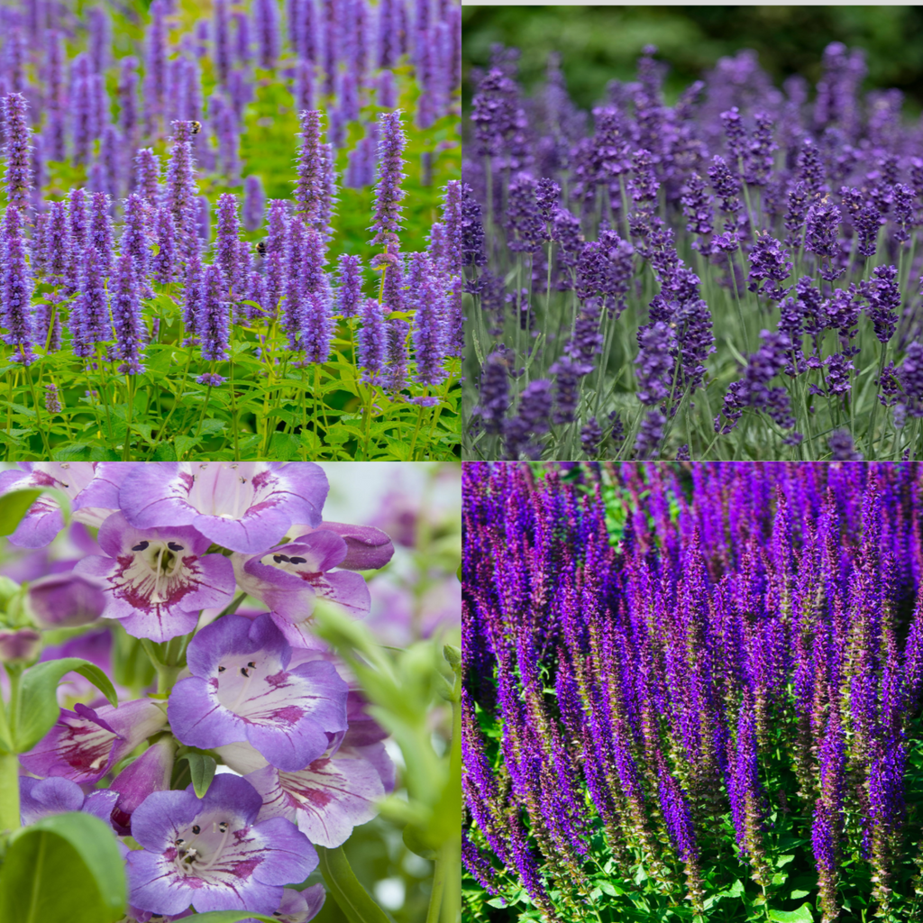 4 x Purple Flowering Perennials – 9cm Pots