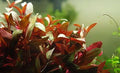 Ludwigia Glandulosa - 1- 25 Bunches / Oxygenating Pond Water Plants/ weed - OX013