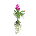 Vanda Orchid - Vanda 'Tayanee Cerise' - Height 55-65cm