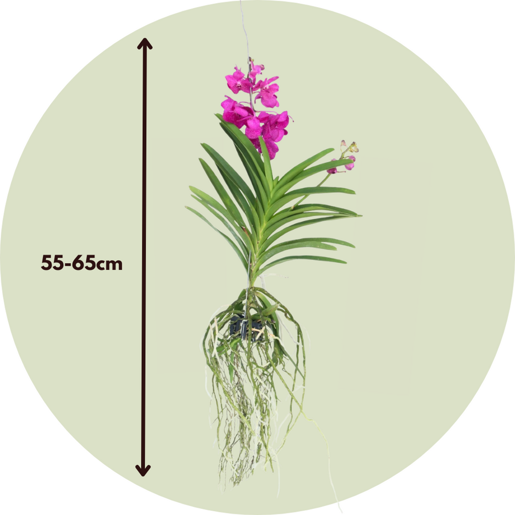 Vanda Orchid - Vanda 'Tayanee Cerise' - Height 55-65cm