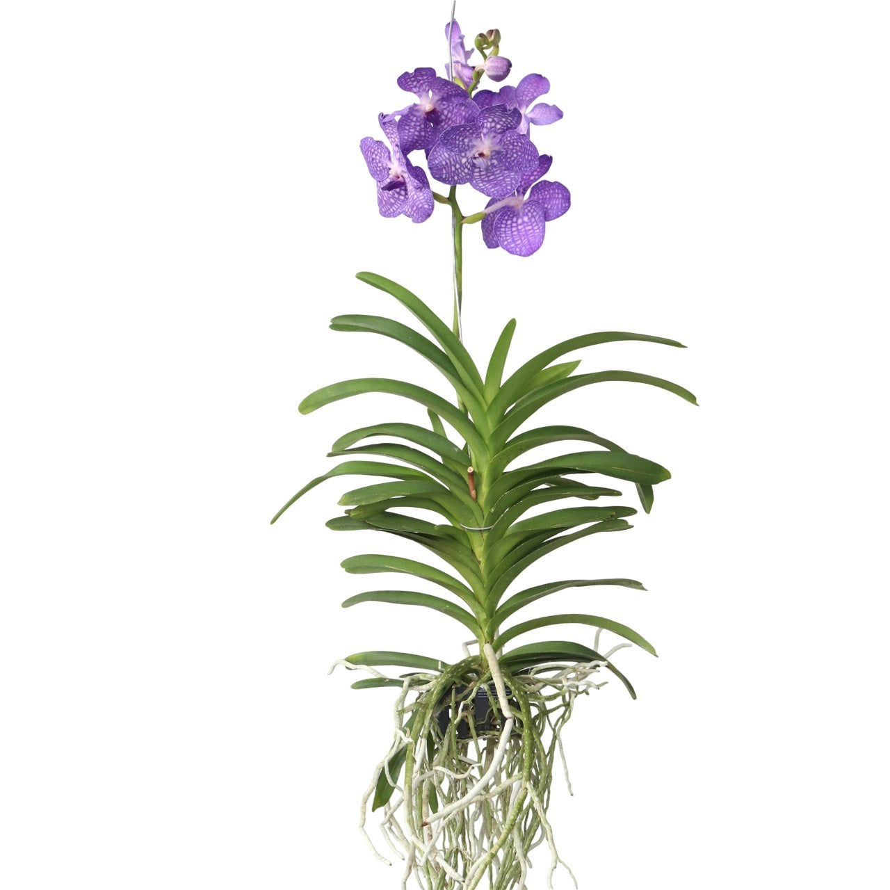 Vanda Orchid - Vanda 'Magic Royal Blue' - Height 55-65cm