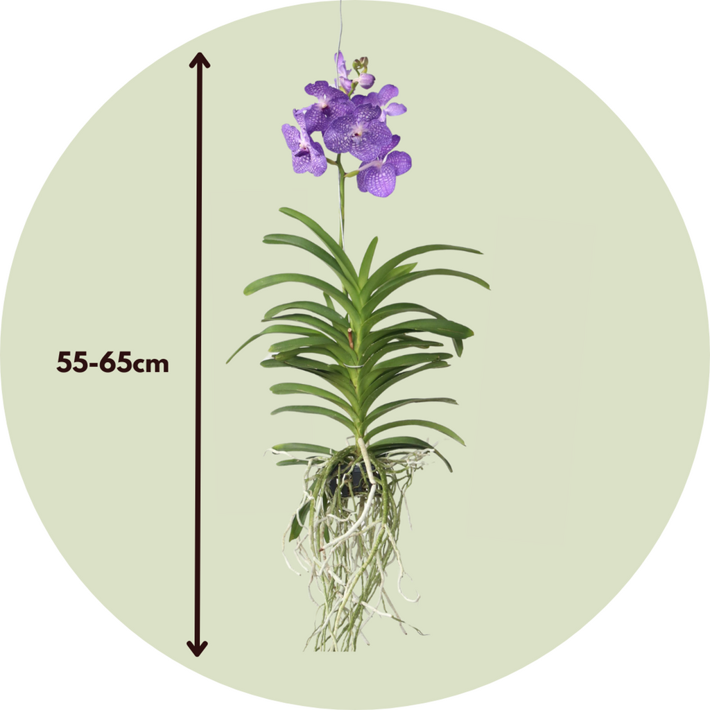 Vanda Orchid - Vanda 'Magic Royal Blue' - Height 55-65cm