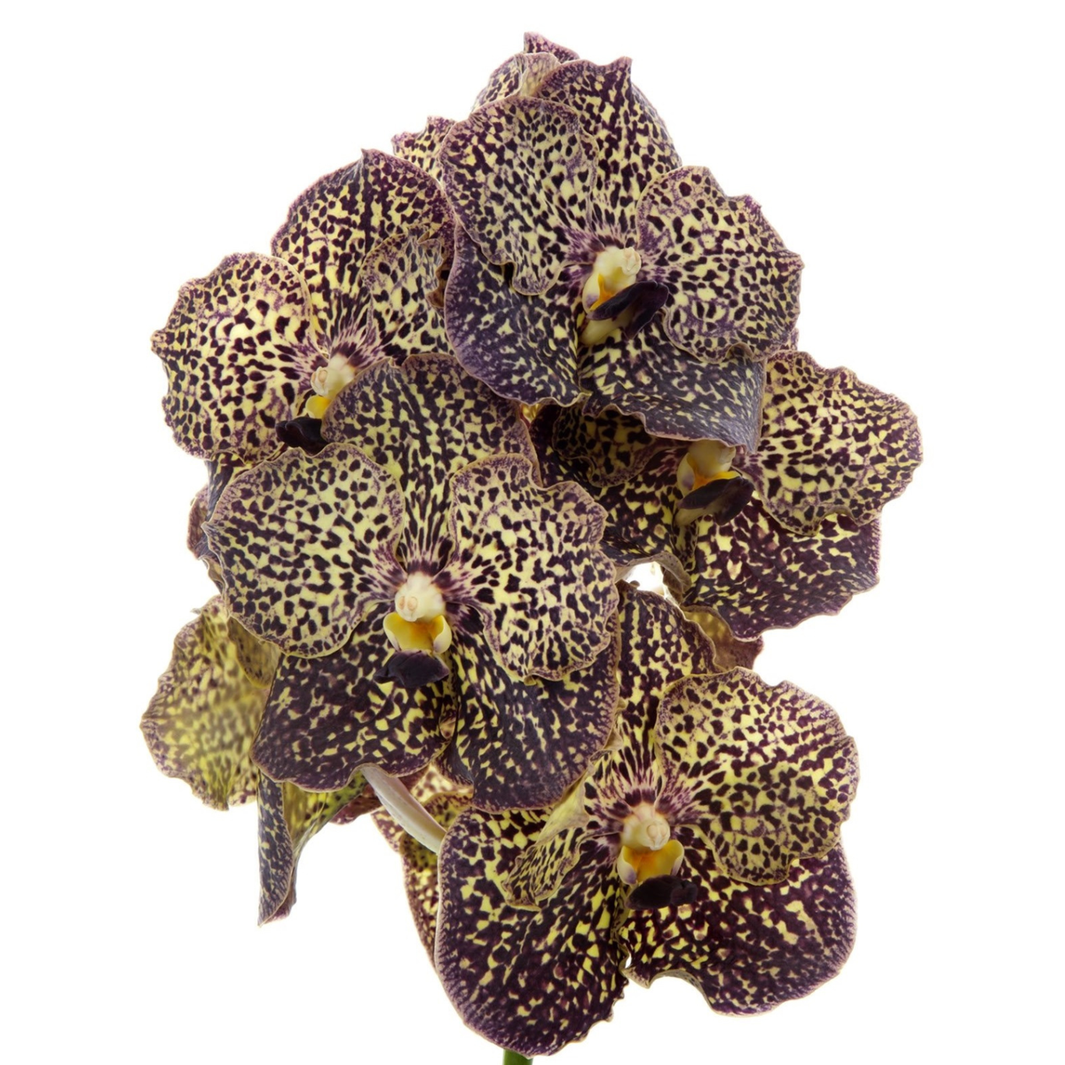 Vanda Orchid - Vanda 'Ocelot Mocha' - Height 55-65cm