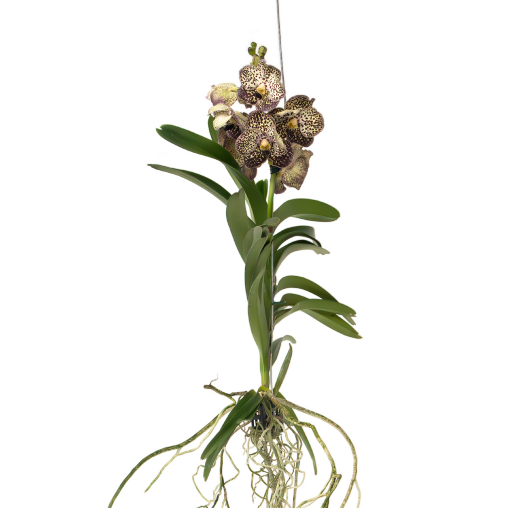 Vanda Orchid - Vanda 'Ocelot Mocha' - Height 55-65cm