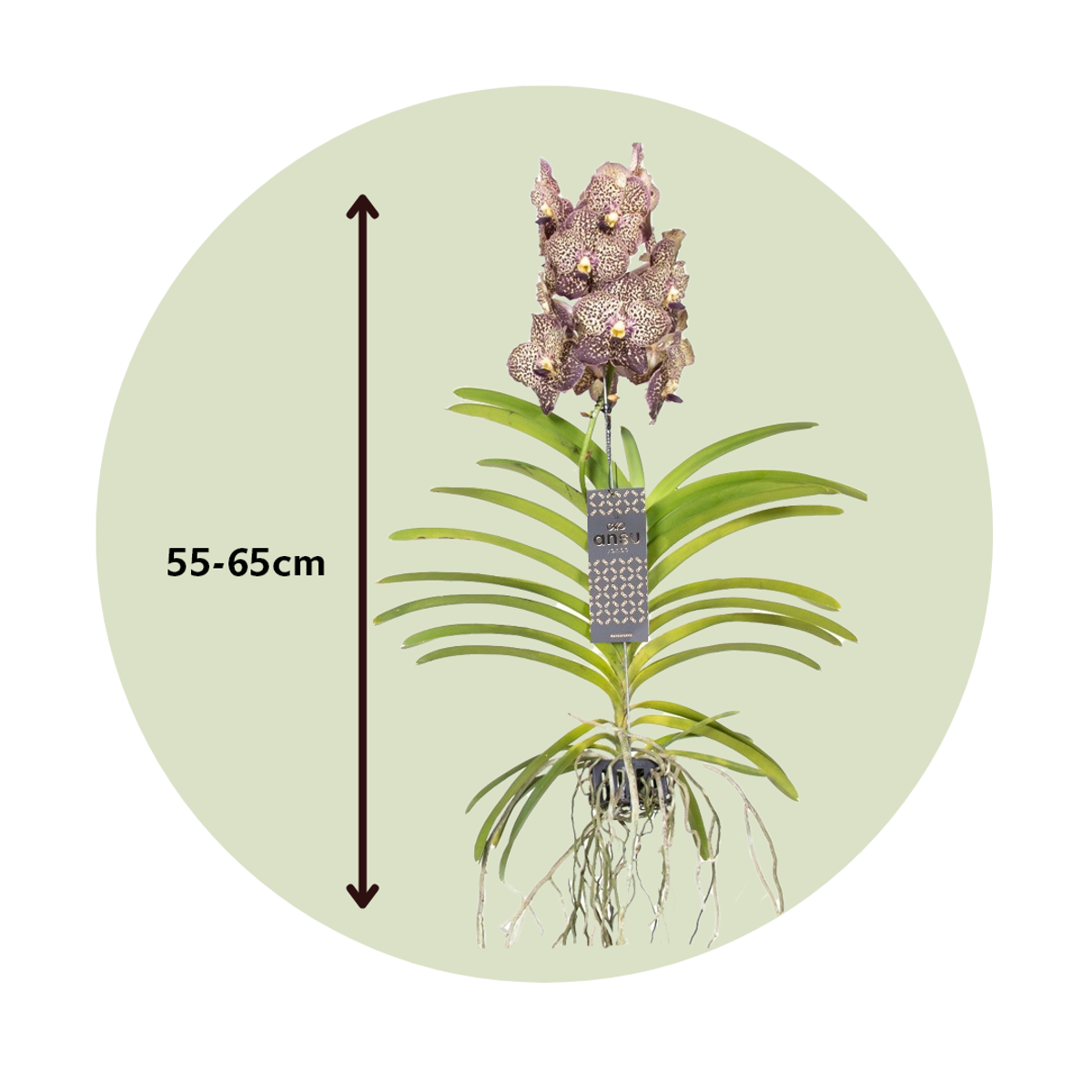 Vanda Orchid - Vanda 'Ocelot Mocha' - Height 55-65cm