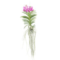 Vanda Orchid - Vanda 'Pink' - Height 45-55cm