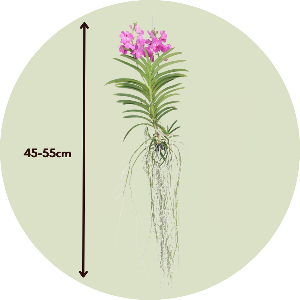 Vanda Orchid - Vanda 'Pink' - Height 45-55cm