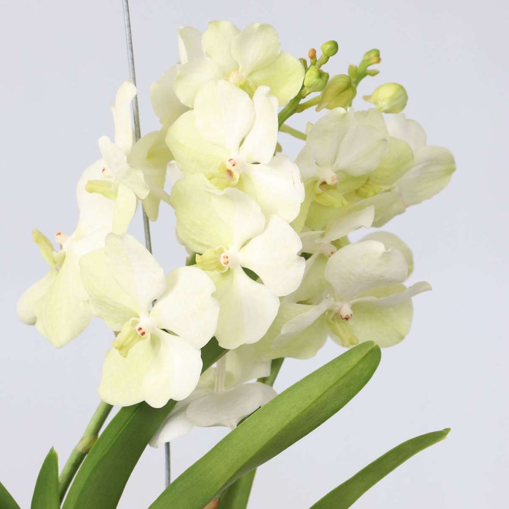 Vanda Orchid - Vanda 'Tayanee White' - Height 45-55cm