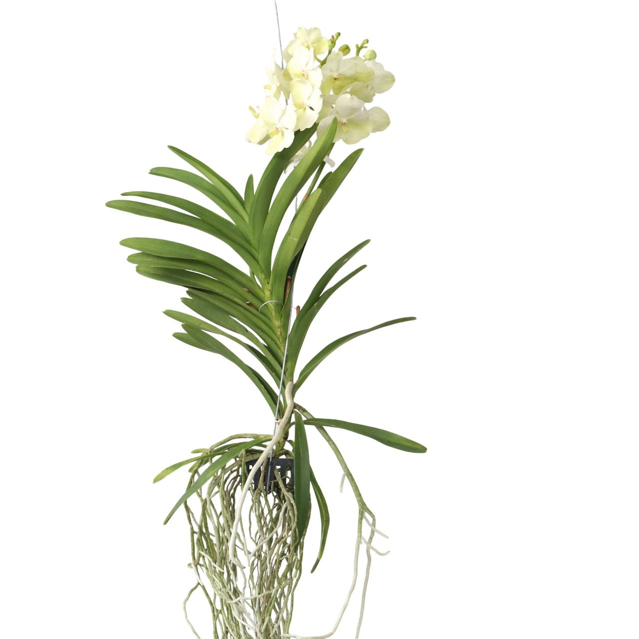 Vanda Orchid - Vanda 'Tayanee White' - Height 45-55cm