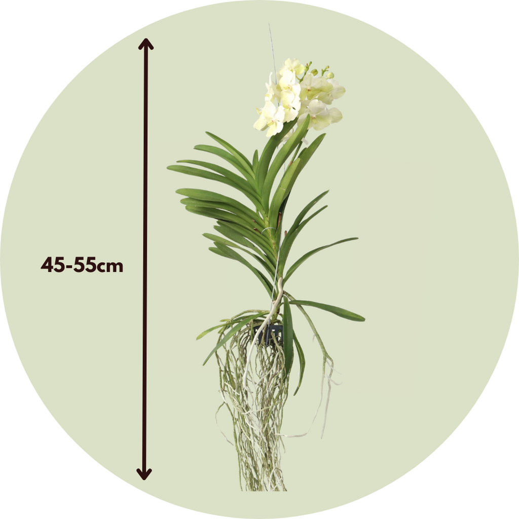 Vanda Orchid - Vanda 'Tayanee White' - Height 45-55cm