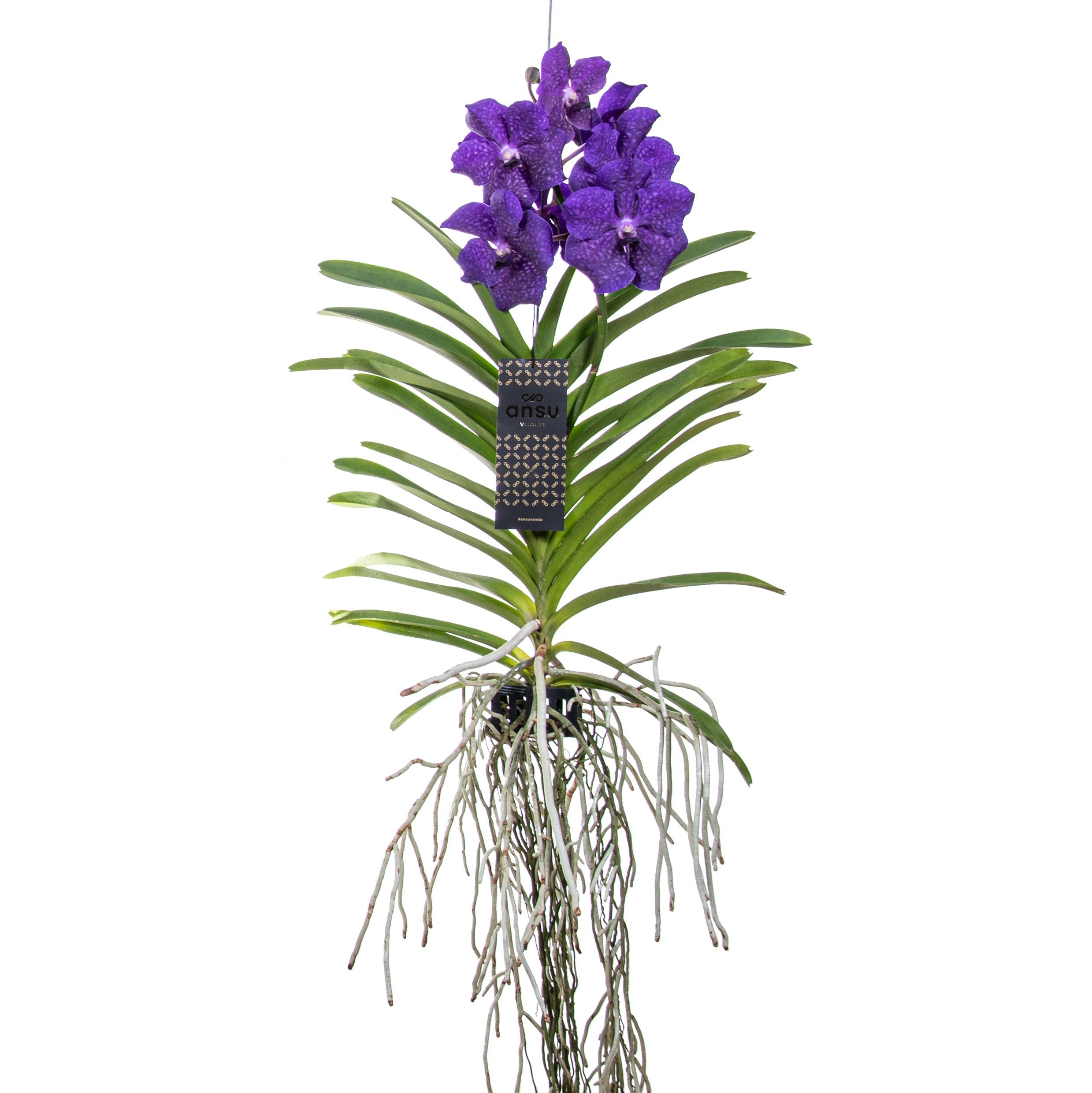 Vanda Orchid - Vanda 'Blue' - Height 55-65cm