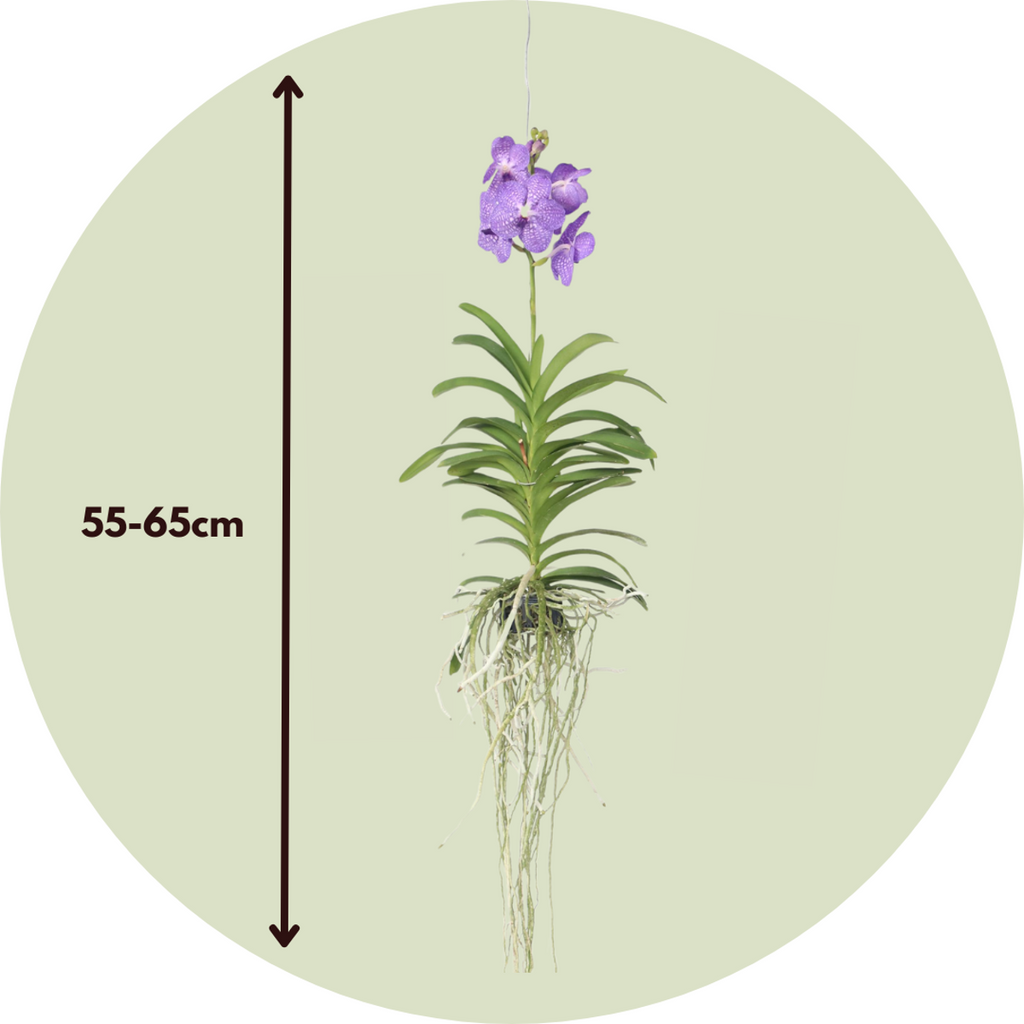Vanda Orchid - Vanda 'Blue' - Height 55-65cm