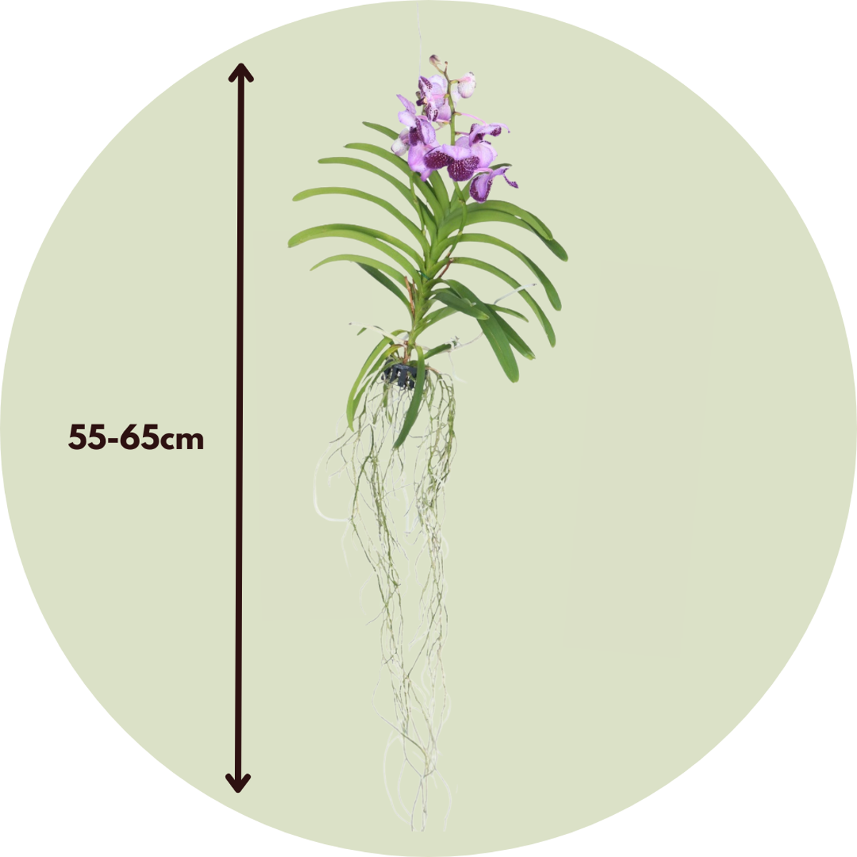 Vanda Orchid - Vanda 'Lila' - Height 55-65cm