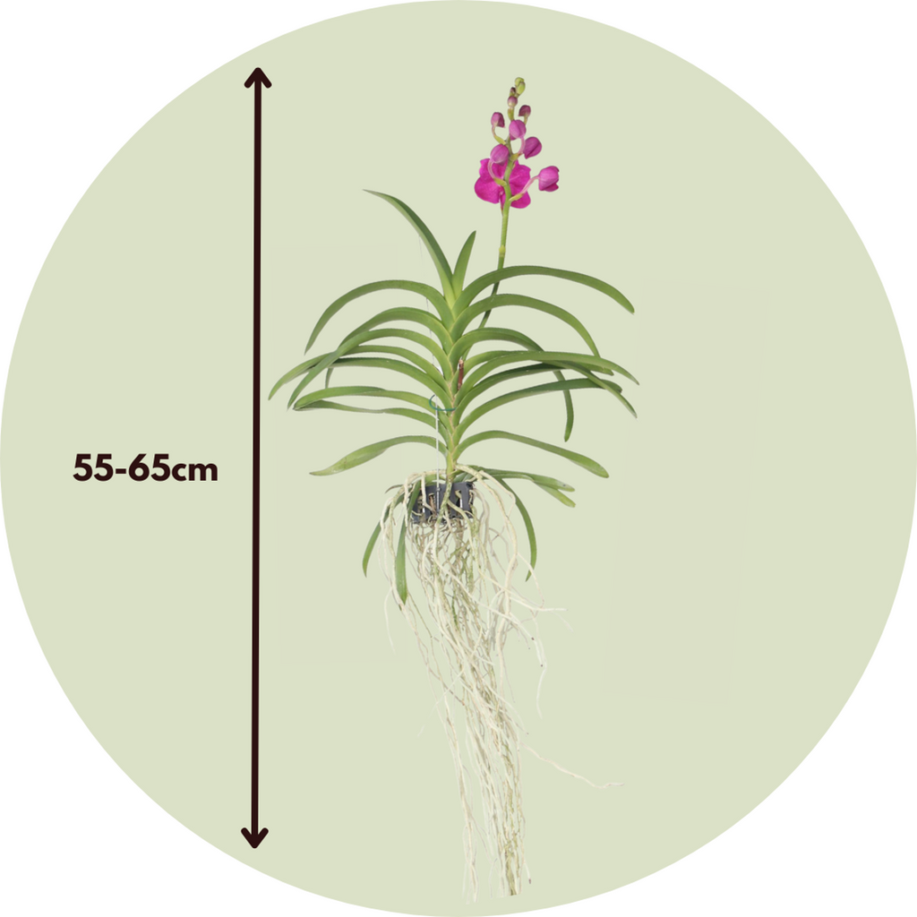 Vanda Orchid - Vanda 'Pink' - Height 55-65cm