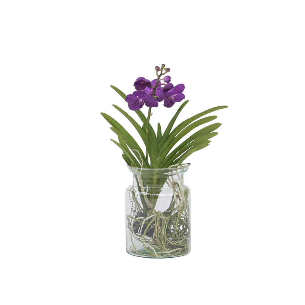 Vanda Orchid - Vanda 'Blue' - Height 40-50cm - ⌀14cm