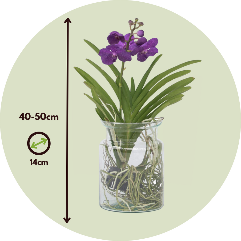 Vanda Orchid - Vanda 'Blue' - Height 40-50cm - ⌀14cm