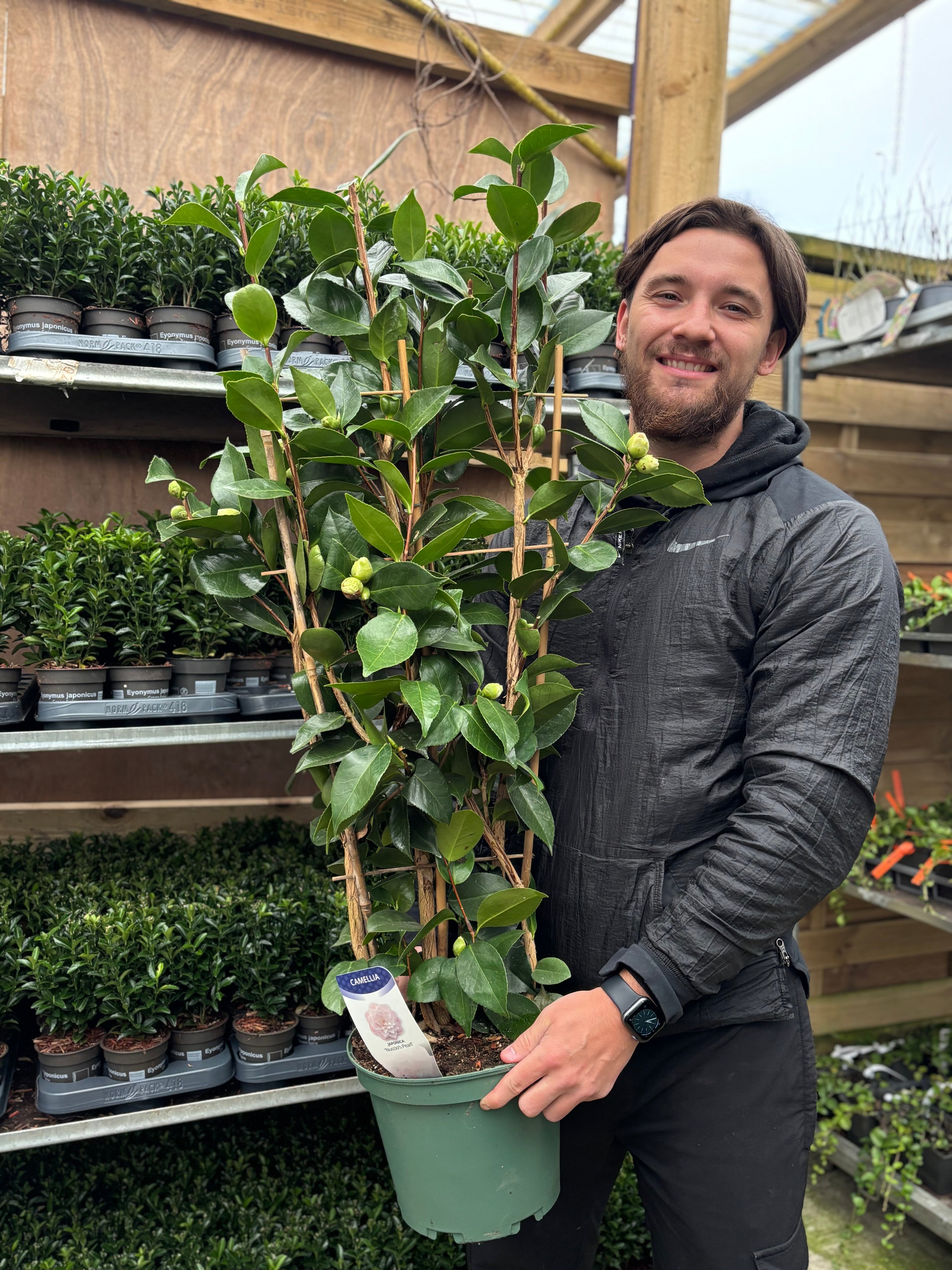 Camellia japonica 'Baby Sis' 40-50cm / 100-120cm