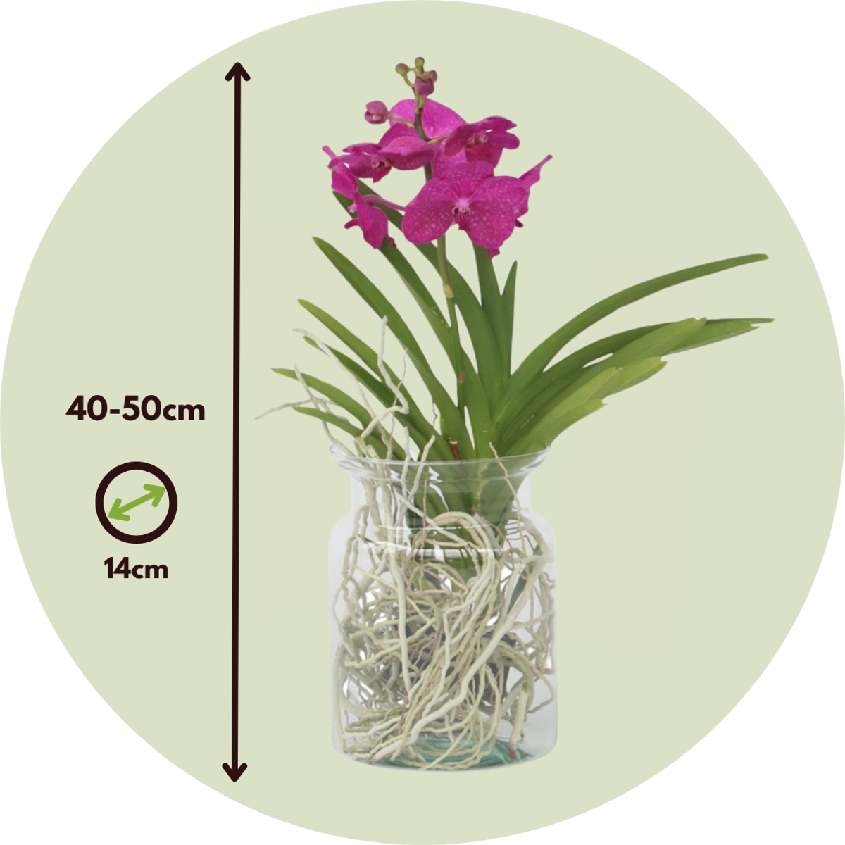 Vanda Orchid - Vanda 'Cerise' - Height 40-50cm - ⌀14cm