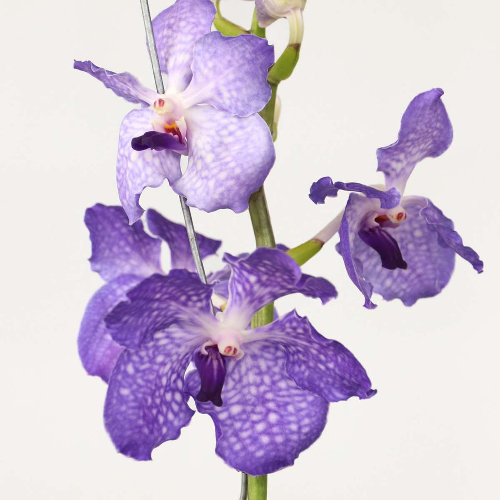 Vanda Orchid - Vanda 'New Blue' - Height 55-65cm