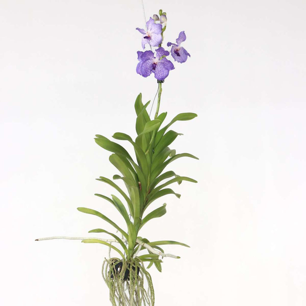 Vanda Orchid - Vanda 'New Blue' - Height 55-65cm