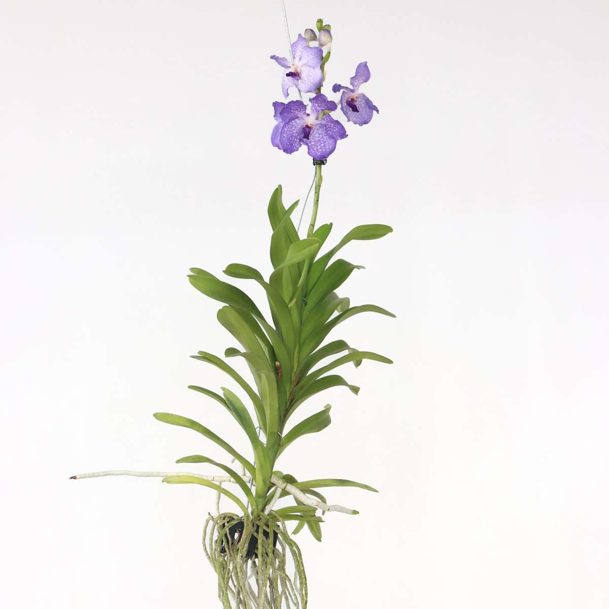 Vanda Orchid - Vanda 'New Blue' - Height 55-65cm