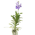 Vanda Orchid - Vanda 'New Blue' - Height 55-65cm
