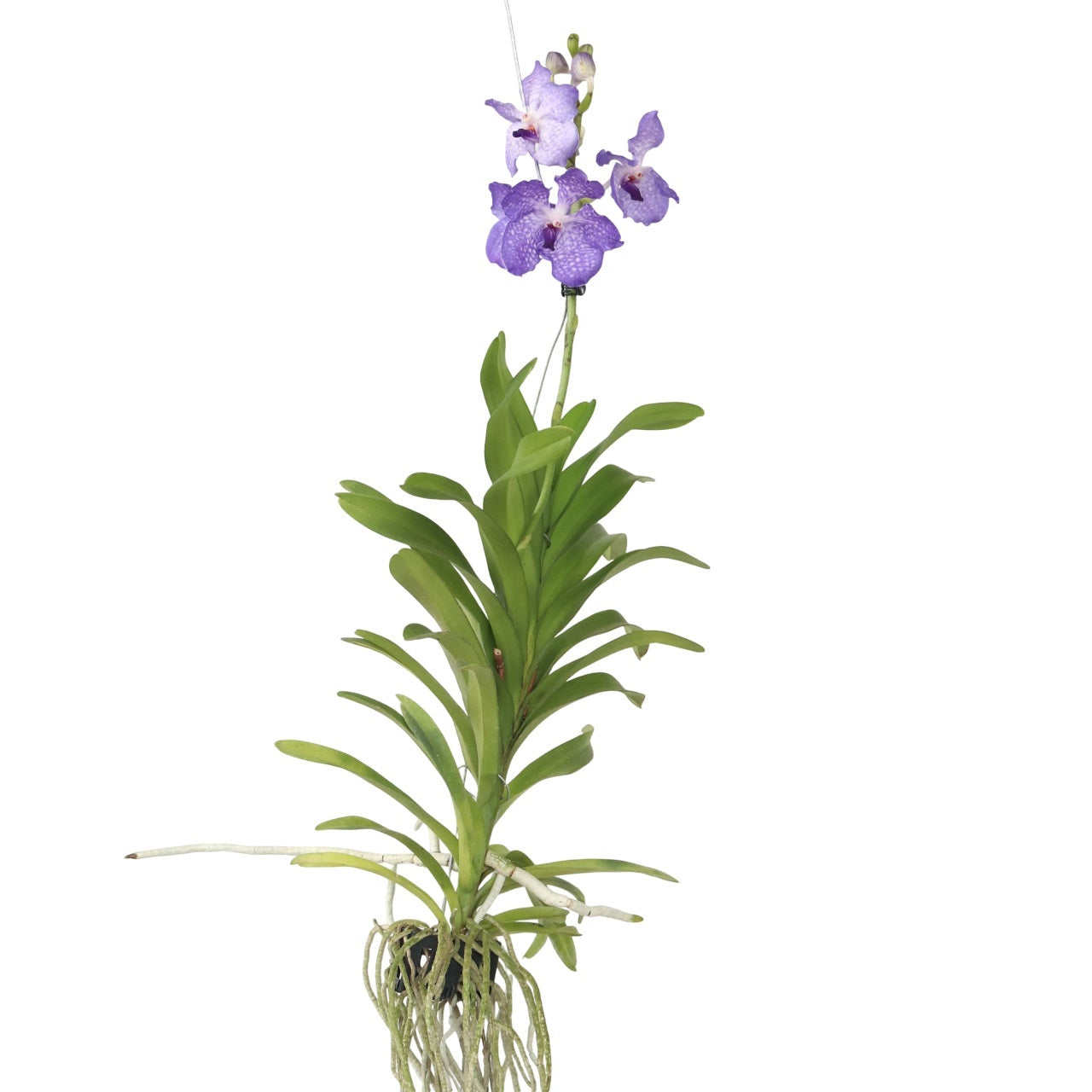 Vanda Orchid - Vanda 'New Blue' - Height 55-65cm