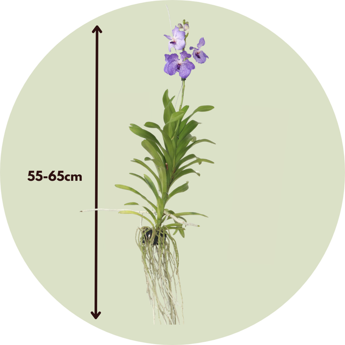 Vanda Orchid - Vanda 'New Blue' - Height 55-65cm