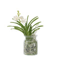 Vanda Orchid - Vanda 'White' - Height 40-50cm - ⌀14cm