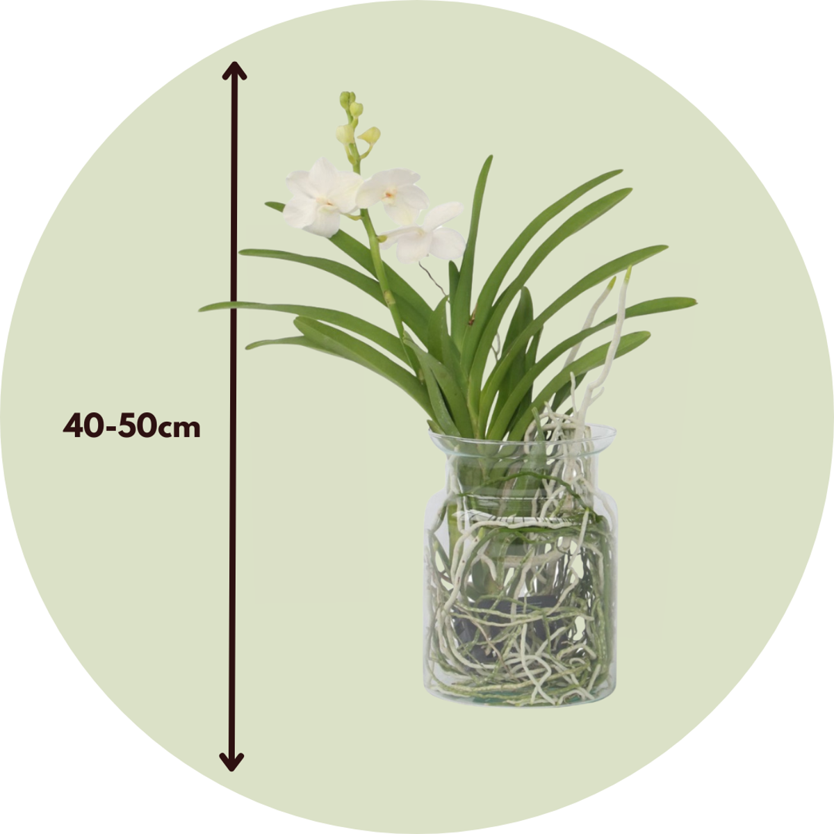Vanda Orchid - Vanda 'White' - Height 40-50cm - ⌀14cm