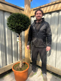 Yew Ball on Stem - Taxus Baccata 45L 170-180cm (STEM 80cm)