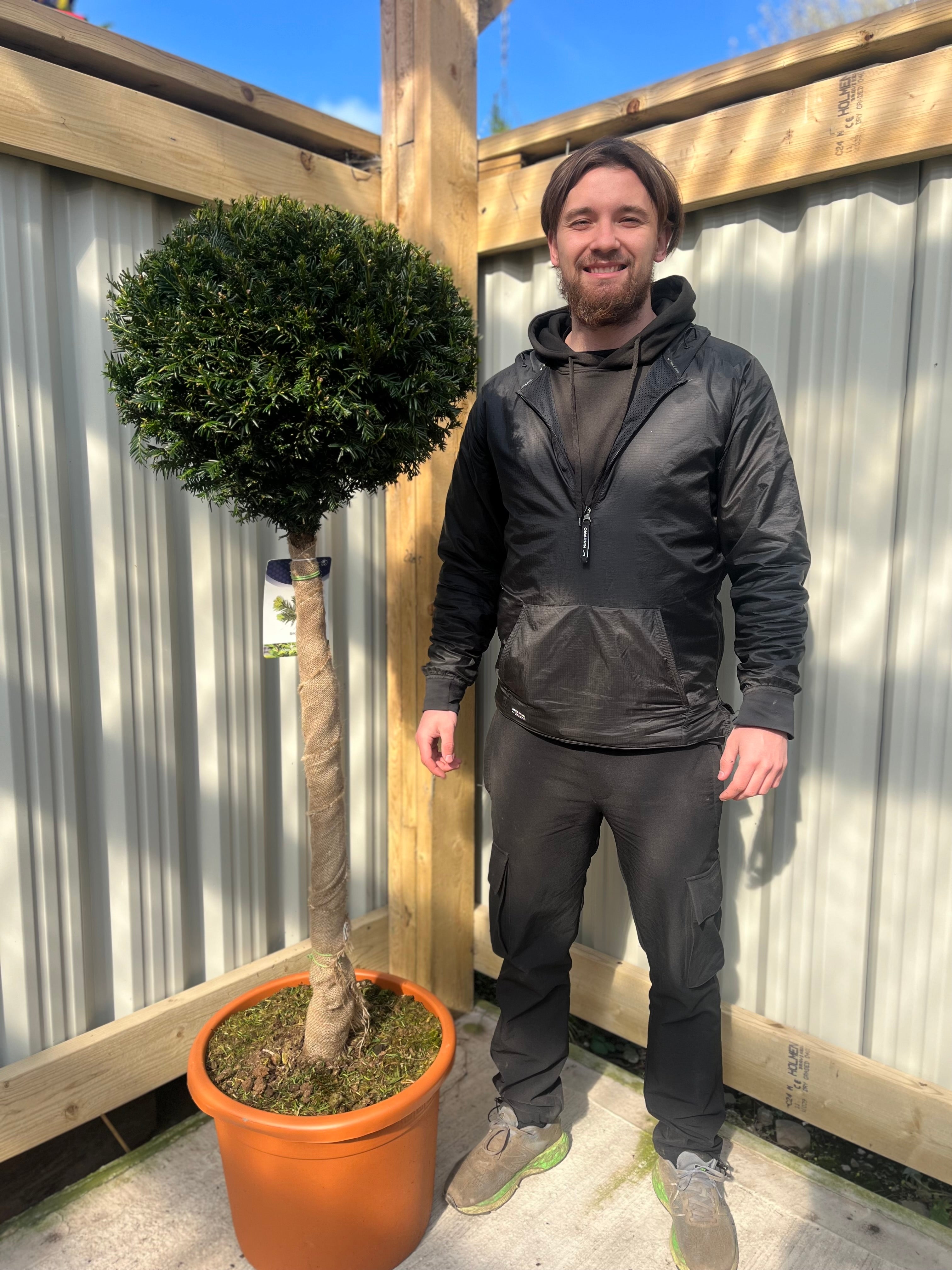 Yew Ball on Stem - Taxus Baccata 45L 170-180cm (STEM 80cm)