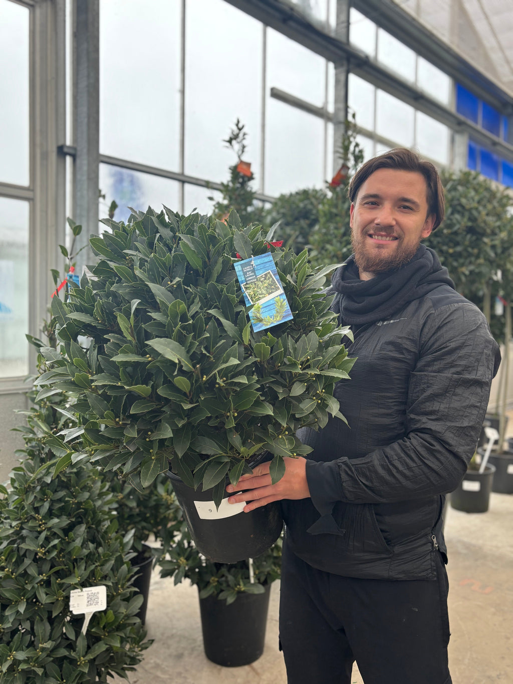 Established Laurus Nobilis Ball (Bay Leaf Ball) 10L / 15L / 24L / 30L