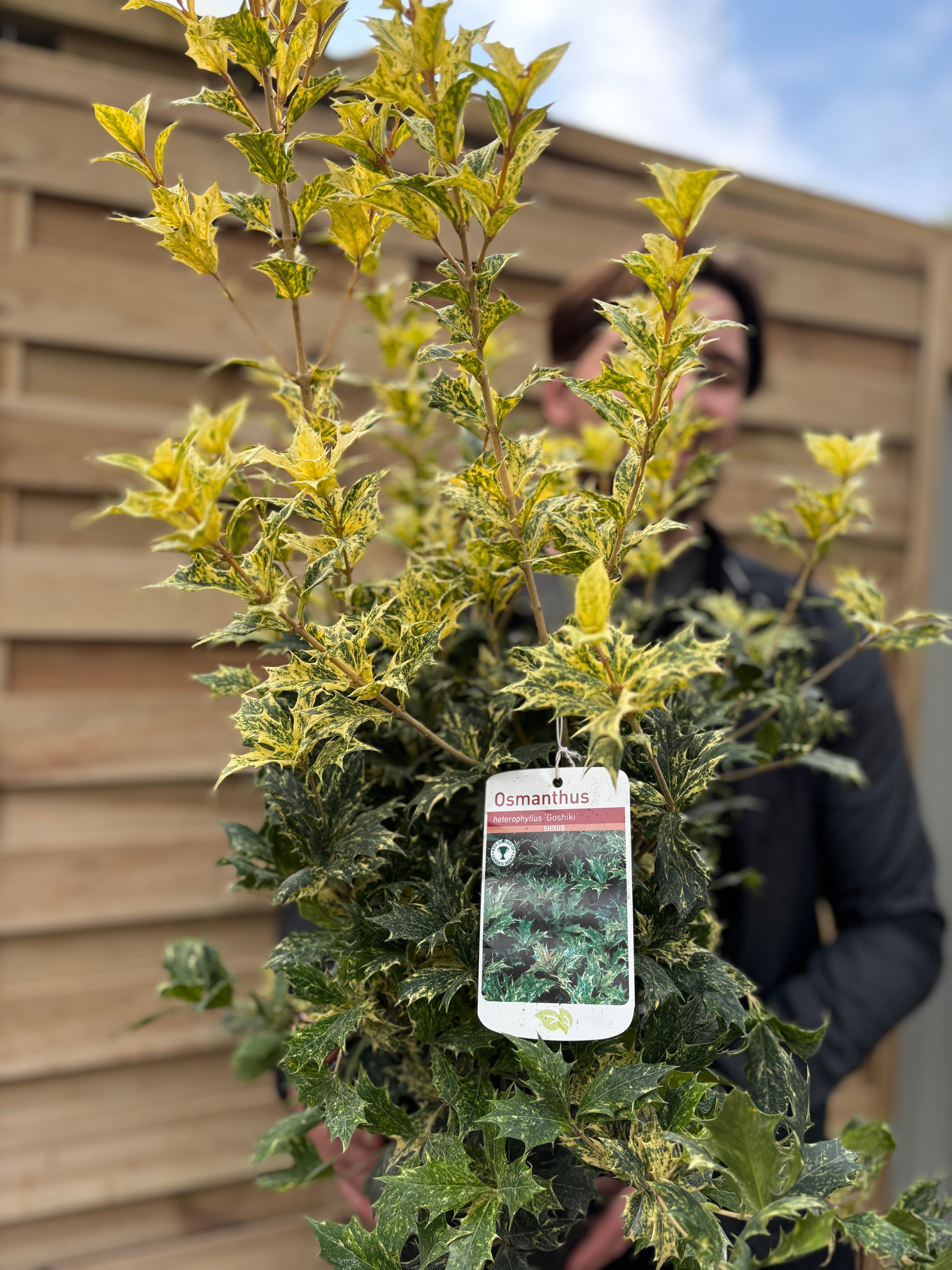 Osmanthus heterophyllus 'Goshiki' (False Holly) 5L 70-80cm