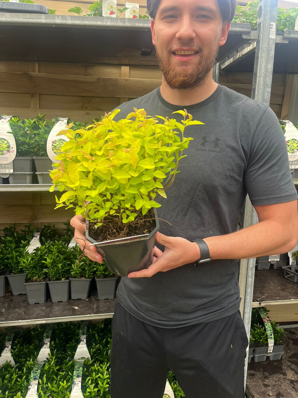 Spiraea japonica 'Golden Princess' 9cm / 1L / 2L
