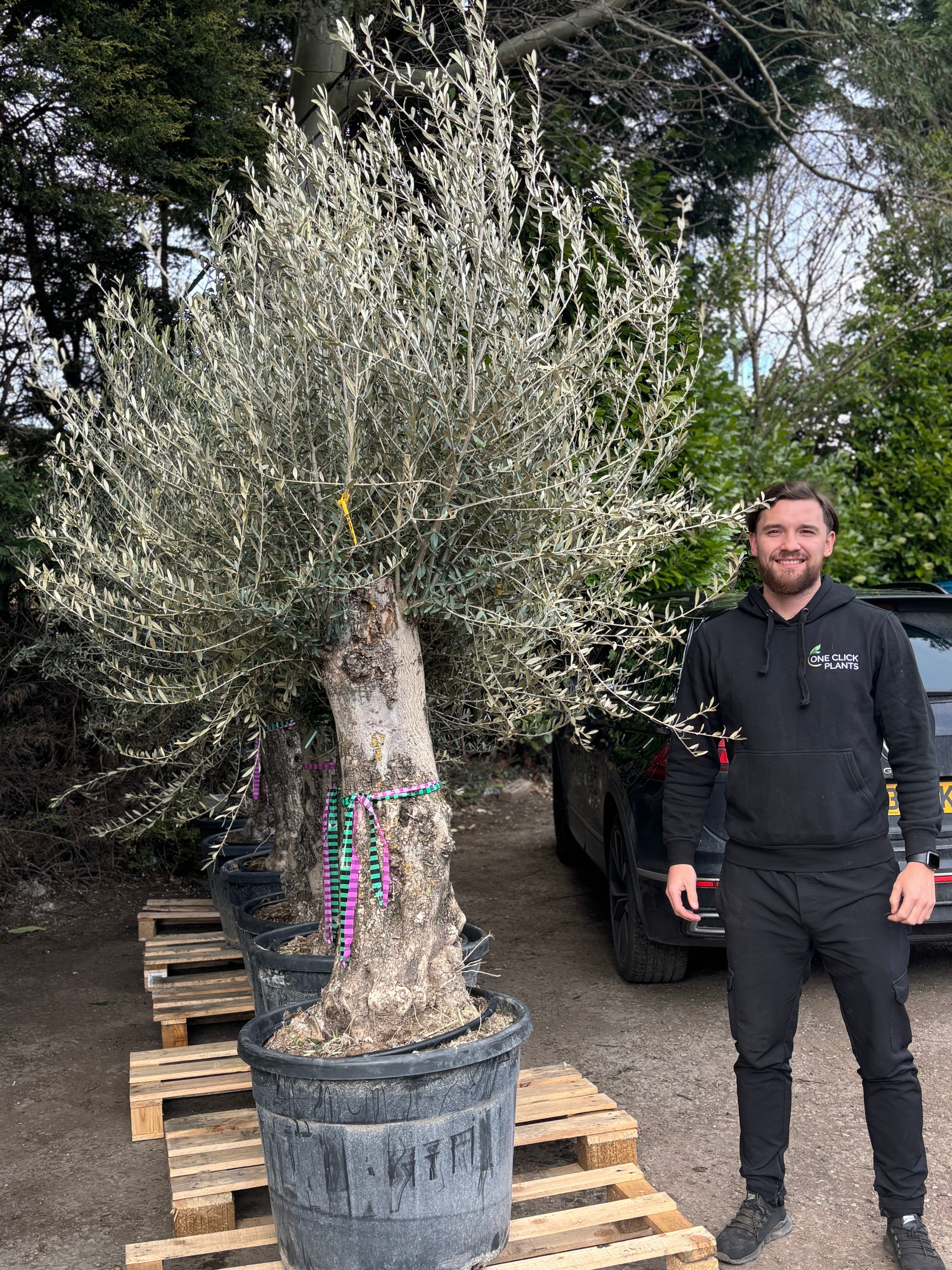 Olive Tree 110L Bonsai Specimen (Girth 40-60cm) 220-240cm Height