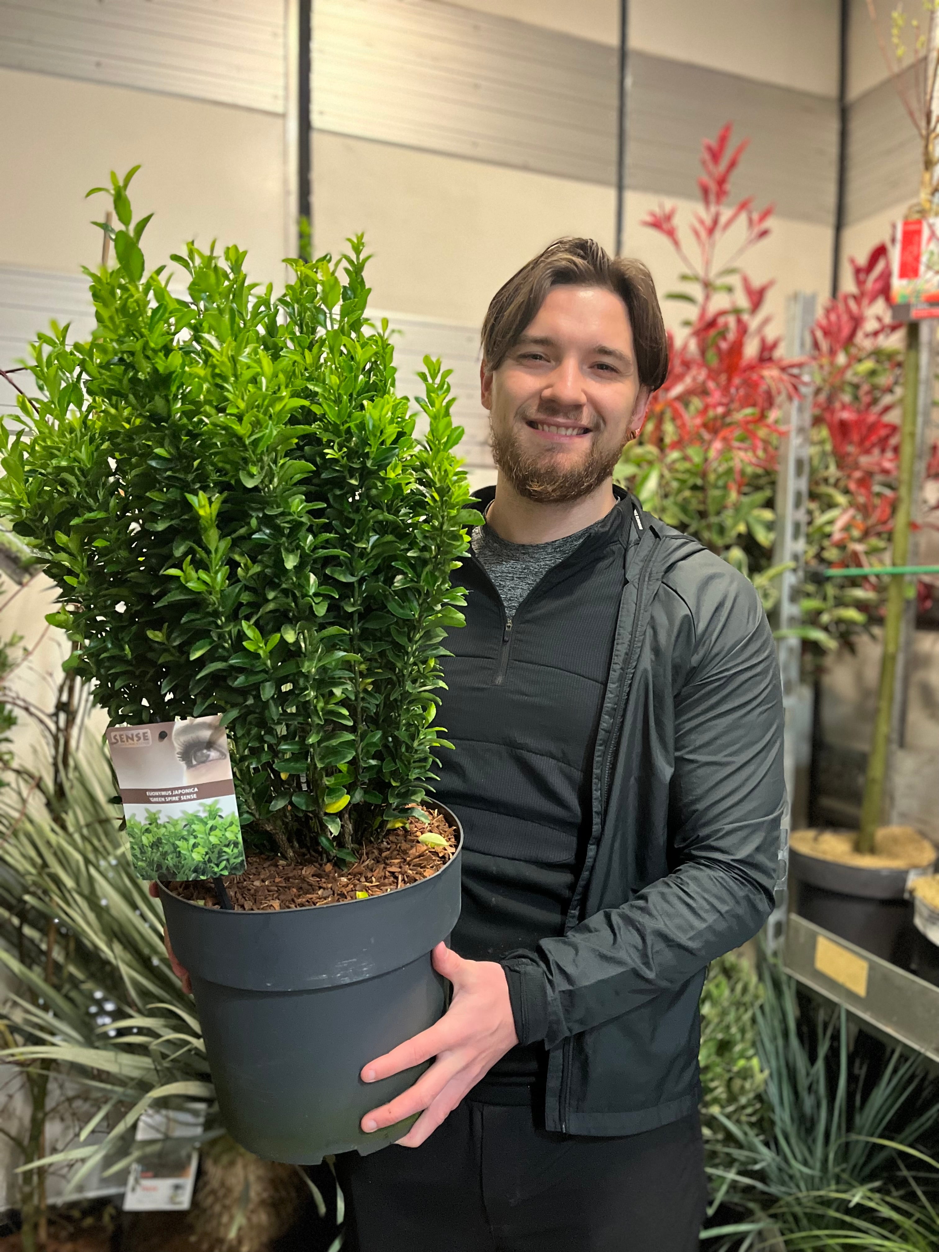Euonymus japonicus 'Green Spire' (Multibuy Offers Available)