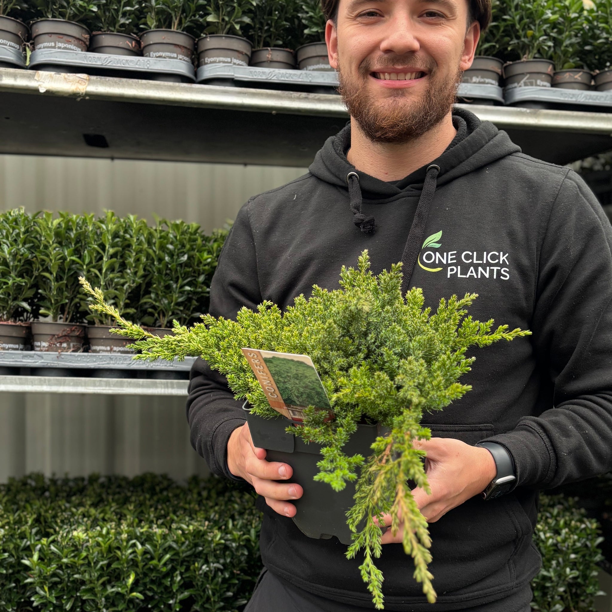 Juniperus procumbens 'Nana' 2L