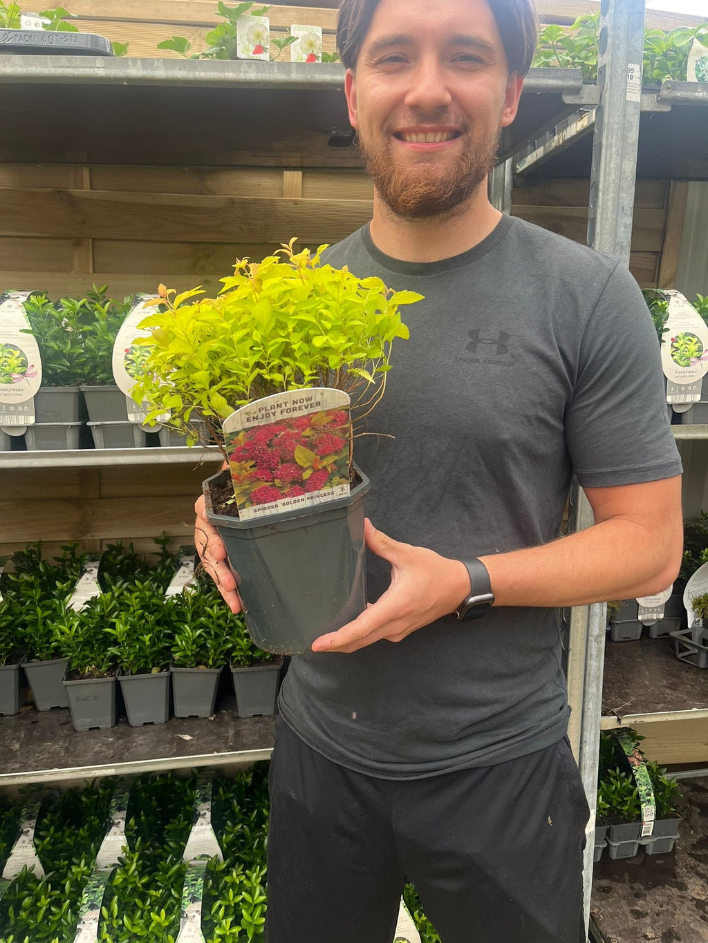 Spiraea japonica 'Golden Princess' 9cm / 1L / 2L