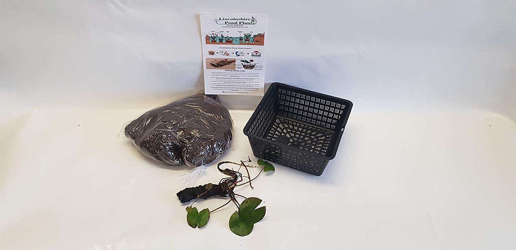 Virganilis water lily - pond plants - MW28