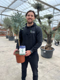 Standard Eucalyptus gunnii 90-100cm