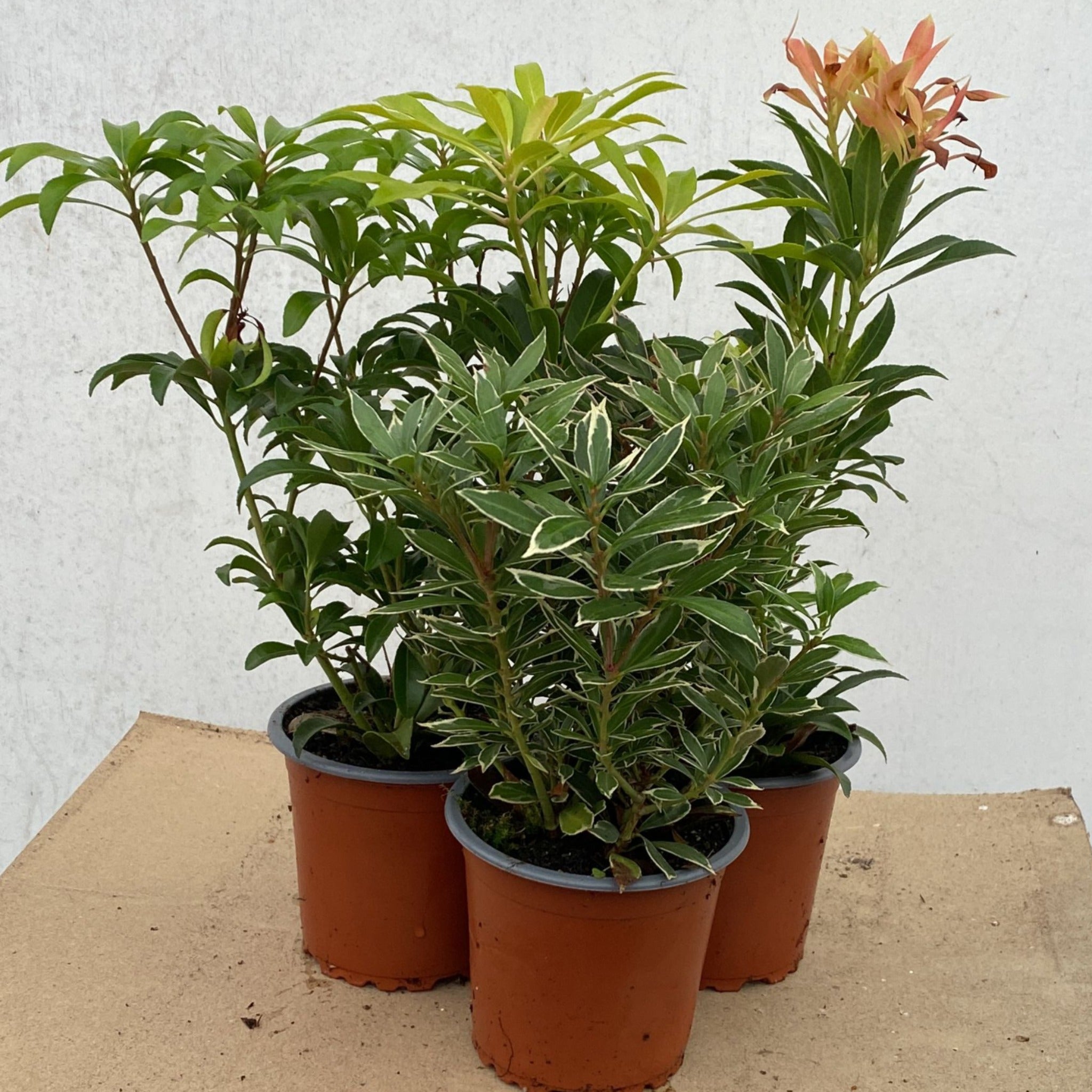 3 x Pieris (3 x 9cm Pots)