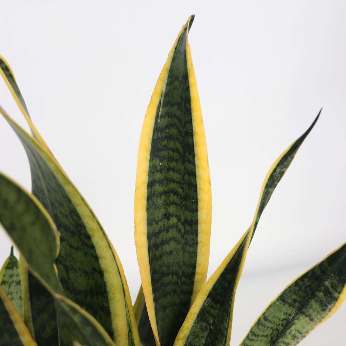Snake Plant - Sansevieria trifasciata Laurentii - Height 40-50cm - ⌀14cm