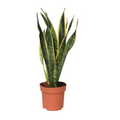 Snake Plant - Sansevieria trifasciata Laurentii - Height 40-50cm - ⌀14cm