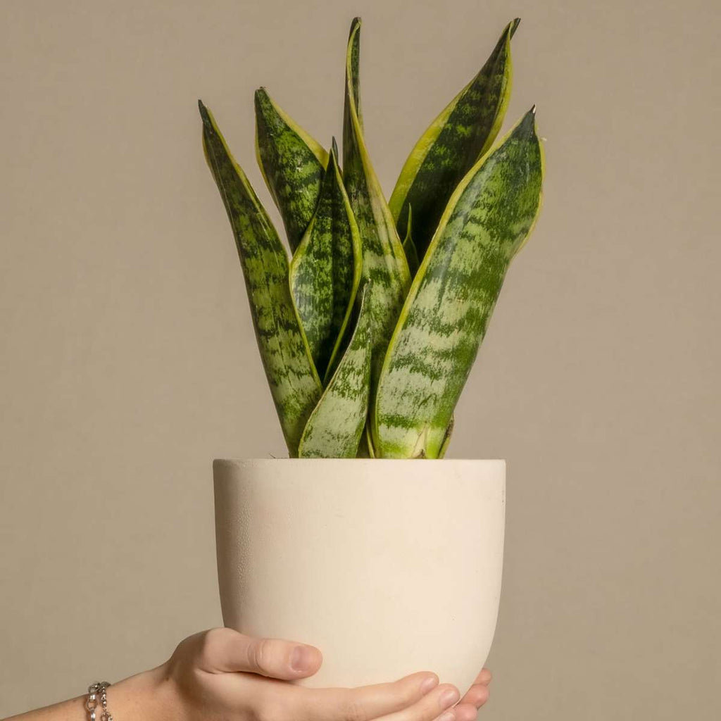 Snake Plant - Sansevieria trifasciata Laurentii - Height 60-70cm - ⌀17cm